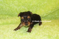 Blockjack-both parents are <5 lbs., a male Yorkshire Terrier for sale in Macon, GA – 4 of 7