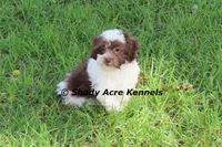 RobinHood, a male Havamalt for sale in Macon, GA – 6 of 10