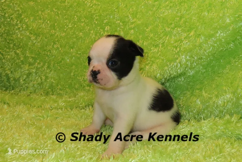 Indy--Splash with a Haggerty Spot – Boston Terrier puppy for sale in Macon, GA