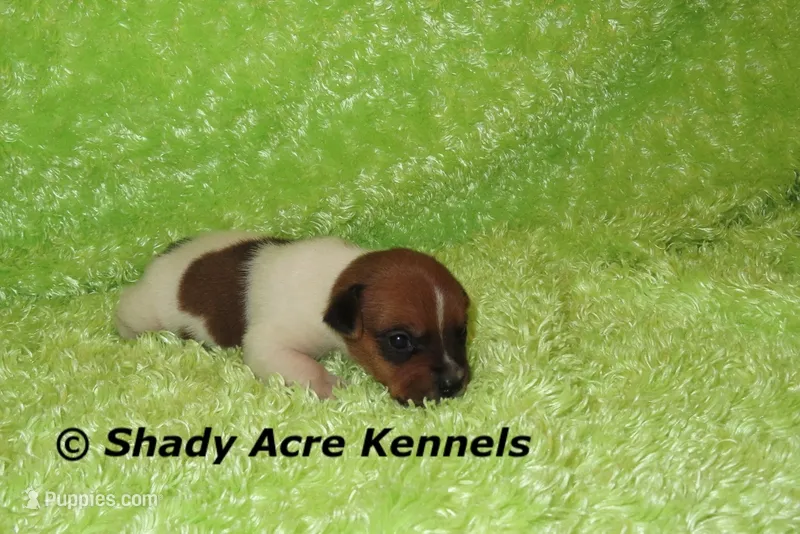 Smooth Shorty Chetan – Jack Russell Terrier puppy for sale in Macon, GA