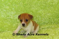 Gilmore, a male Jack Russell Terrier for sale in Macon, GA – 4 of 8