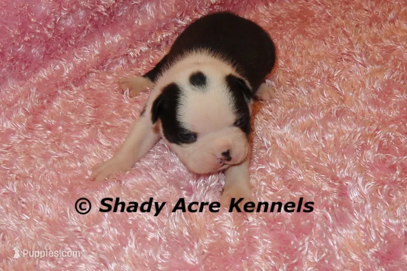 Haggerty Dot Ina – Miniature Goldendoodle puppy for sale in Macon, GA