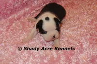 Haggerty Dot Ina, a female Miniature Goldendoodle for sale in Macon, GA – 1 of 6