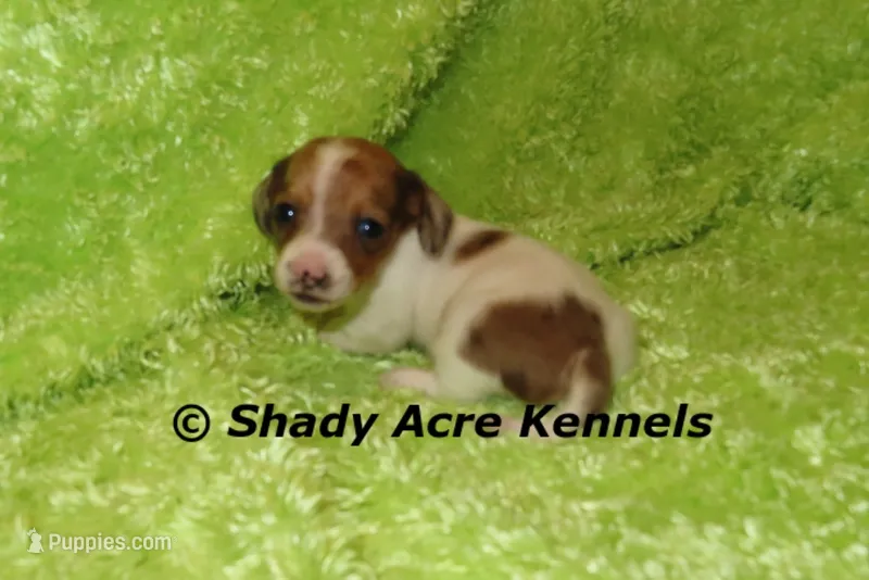 Long Coat Yang – Miniature Dachshund puppy for sale in Macon, GA