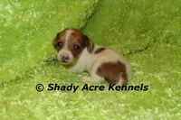 Long Coat Yang, a male Miniature Dachshund for sale in Macon, GA – 1 of 7
