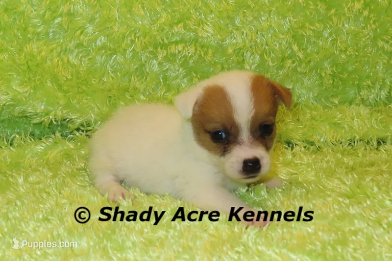 Shorty Android – Jack Russell Terrier puppy for sale in Macon, GA