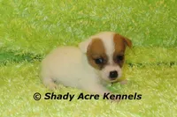 Shorty Android, a male Jack Russell Terrier for sale in Macon, GA – 1 of 8