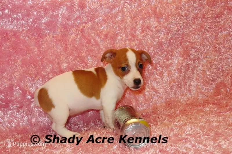 Gisa-Ready 3-4-26 – Jack Russell Terrier puppy for sale in Macon, GA