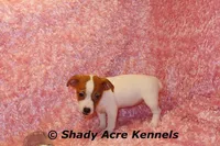 Gisa-Ready 3-4-26, a female Jack Russell Terrier for sale in Macon, GA – Photo 2 of 8