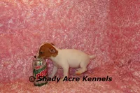 Gisa-Ready 3-4-26, a female Jack Russell Terrier for sale in Macon, GA – Photo 6 of 8