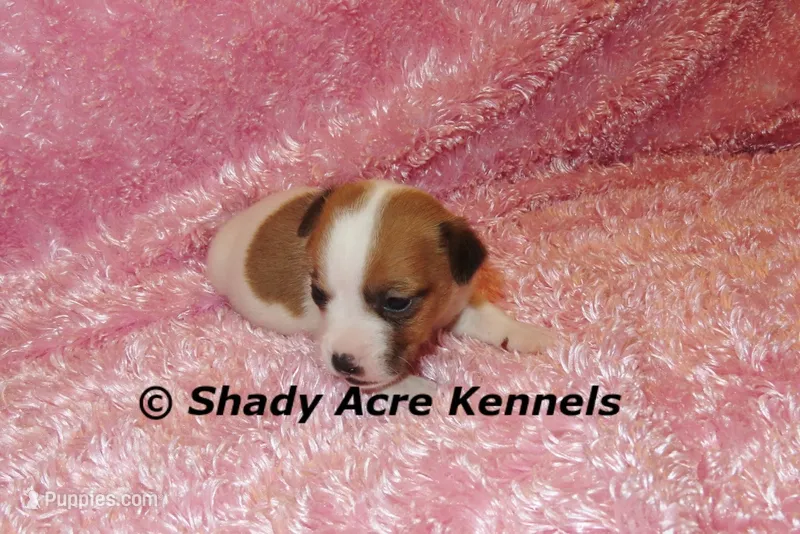 Shorty Gisa-Ready 3-4-26