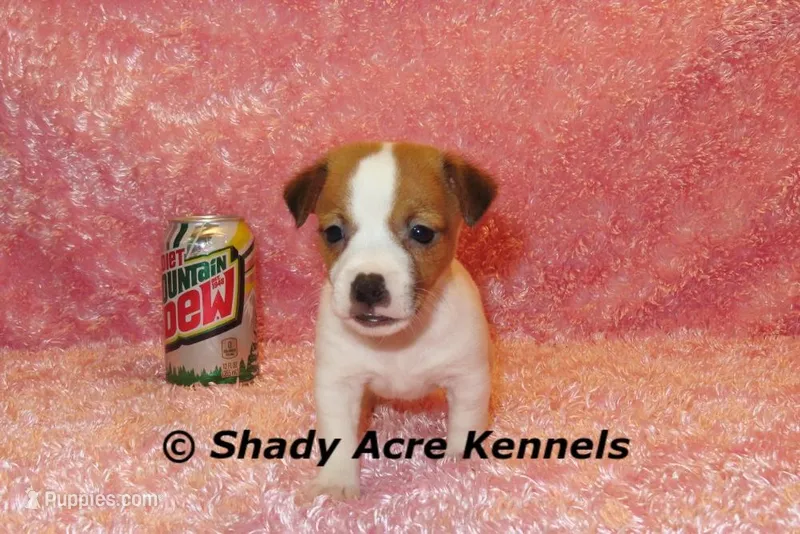 Shorty Gisa-Ready 3-4-26