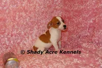 Gisa-Ready 3-4-26, a female Jack Russell Terrier for sale in Macon, GA – Photo 7 of 8