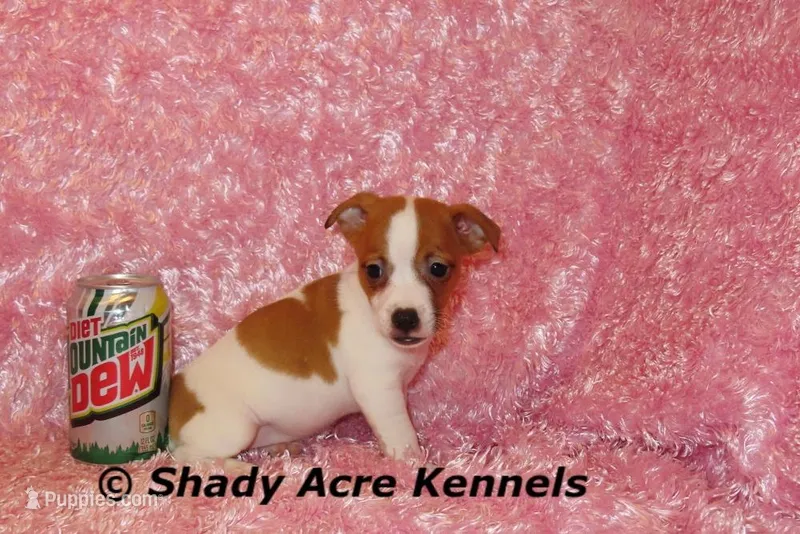 Shorty Gisa-Ready 3-4-26