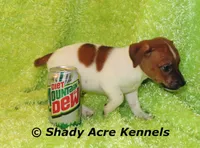 Smooth Shorty Cheff, a male Jack Russell Terrier for sale in Macon, GA – 7 of 10