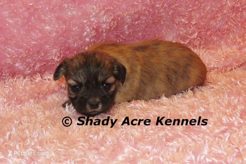 Gibby – Mal Shi puppy for sale in Macon, GA