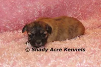 Gibby, a female Mal Shi for sale in Macon, GA – 1 of 5