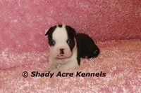Inaja-with Haggerty Spot, a female Boston Terrier for sale in Macon, GA – 2 of 10