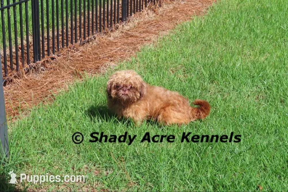 Firston--Parent pics too, a male Shih Tzu for sale in Macon, GA – 8 of 8