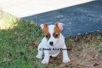 Super Tiny Shorty Anagi, a female Jack Russell Terrier for sale in Macon, GA – 4 of 7