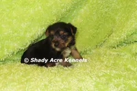 Budges----AKC registerable, a male Yorkshire Terrier for sale in Macon, GA – 2 of 10