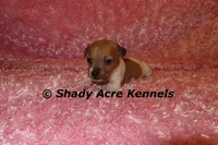 Eljen, a female Jack Russell Terrier for sale in Macon, GA – Photo 2 of 6