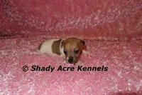 Eljen, a female Jack Russell Terrier for sale in Macon, GA – Photo 6 of 6