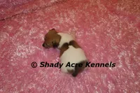 Eljen, a female Jack Russell Terrier for sale in Macon, GA – Photo 5 of 6