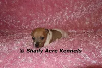 Eljen, a female Jack Russell Terrier for sale in Macon, GA – Photo 3 of 6