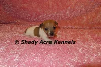 Eljen, a female Jack Russell Terrier for sale in Macon, GA – Photo 4 of 6