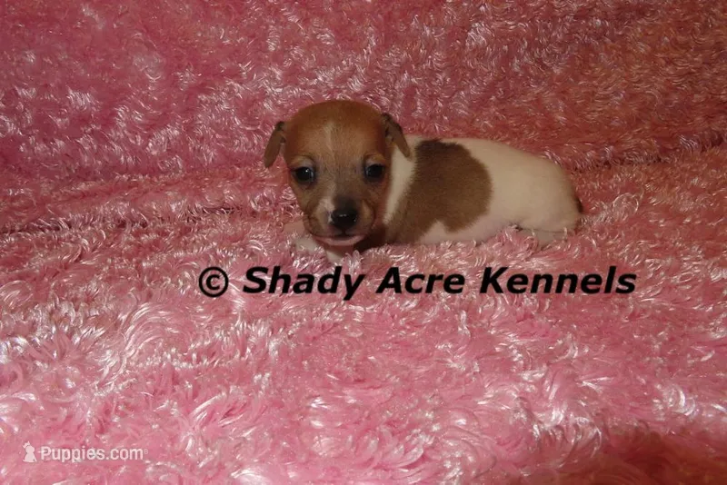 Eljen – Jack Russell Terrier puppy for sale in Macon, GA