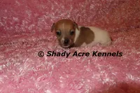 Eljen, a female Jack Russell Terrier for sale in Macon, GA – Photo 1 of 6