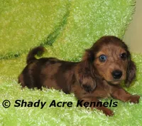 Long Coat Dapple Yamaha, a male Miniature Dachshund for sale in Macon, GA – 2 of 10