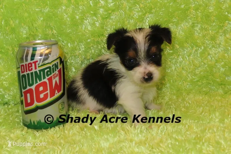 Freckles-Ready 3-30 – Yorkshire Terrier puppy on hold in Macon, GA