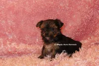 AKC Bugundy, a female Yorkshire Terrier for sale in Macon, GA – 5 of 6