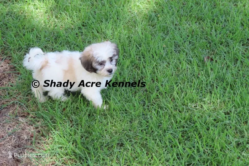 Mae – Shichon puppy for sale in Macon, GA