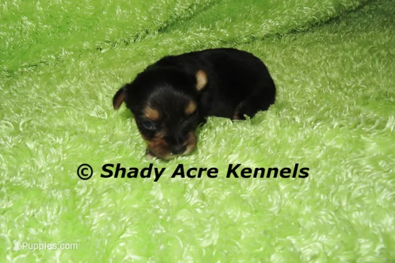 SeaDog – Yorkshire Terrier puppy for sale in Macon, GA