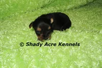 SeaDog, a male Yorkshire Terrier for sale in Macon, GA – 1 of 6