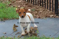 Smooth Shorty Chetan, a male Jack Russell Terrier for sale in Macon, GA – 8 of 10