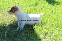 Short, Smooth Android--Parent pics too, a male Jack Russell Terrier for sale in Macon, GA – 4 of 9