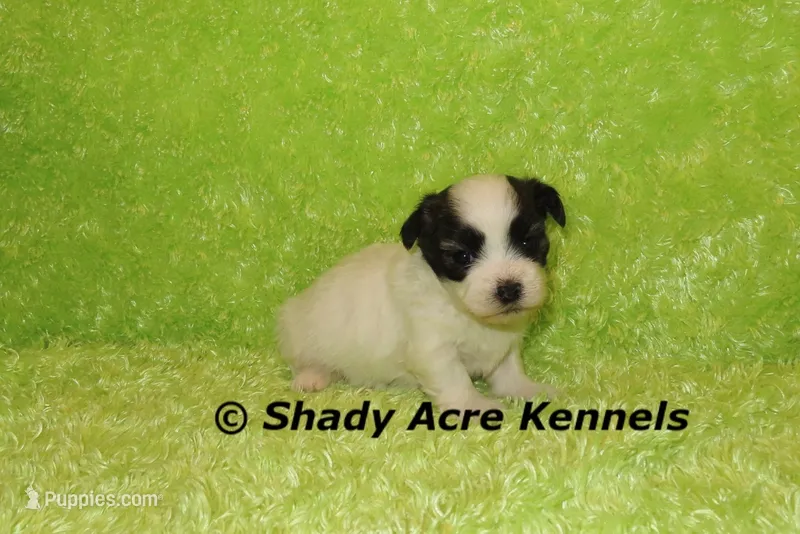 Gineral – Mal Shi puppy for sale in Macon, GA