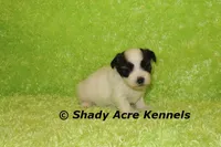 Gineral, a male Mal Shi for sale in Macon, GA – 1 of 8