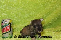 Esdras, a male Miniature Schnauzer for sale in Macon, GA – 2 of 7