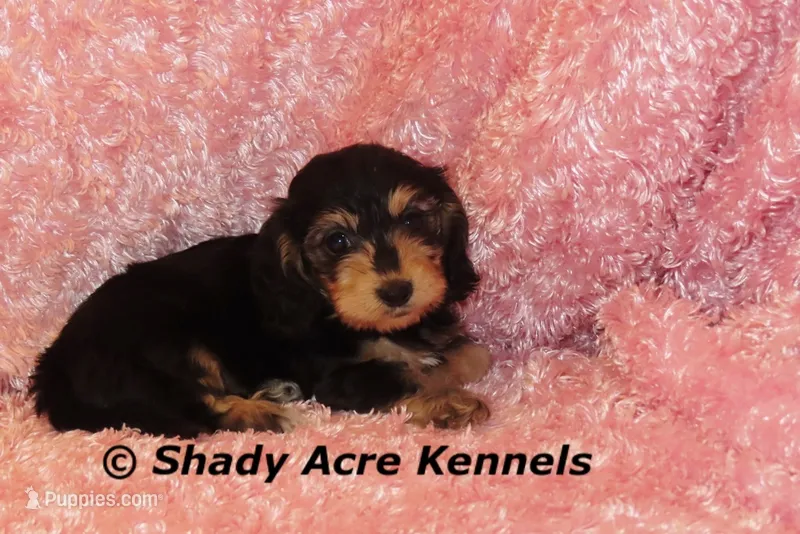Long Coat Lodybug – Miniature Dachshund puppy for sale in Macon, GA