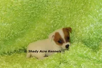 Shorty Android, a male Jack Russell Terrier for sale in Macon, GA – 5 of 10