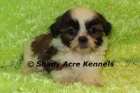 Killer, a male Shih Tzu for sale in Macon, GA – 4 of 7