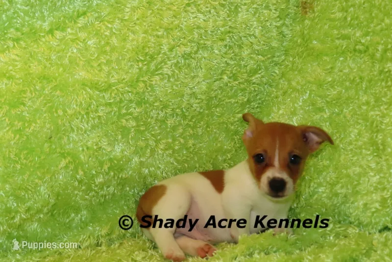 Shorty Giuliano – Jack Russell Terrier puppy for sale in Macon, GA