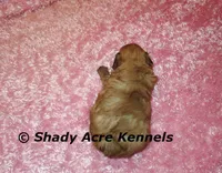 Gizzy, a female Shichon for sale in Macon, GA – 6 of 8