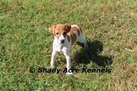 Giles, a male Parson Russell Terrier for sale in Macon, GA – Photo 1 of 8