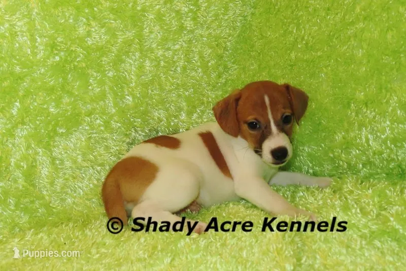 Giles – Jack Russell Terrier puppy for sale in Macon, GA